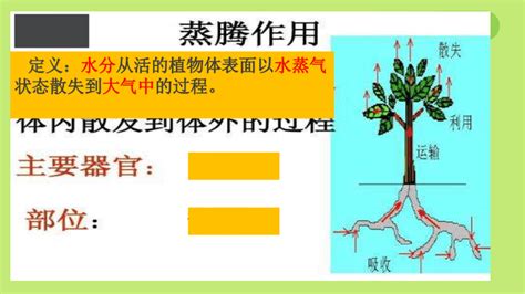 332 绿色植物参与生物圈的水循环 课件共26张ppt2022 2023学年鲁科版生物六年级下册 21世纪教育网