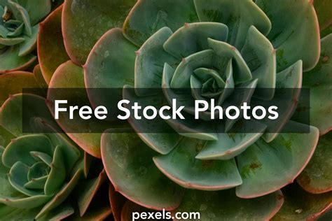 Cacti Garden Photos, Download The BEST Free Cacti Garden Stock Photos ...