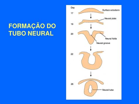 Ppt EmbriogÊnese E OrganizaÇÃo Geral Do Snc Powerpoint Presentation