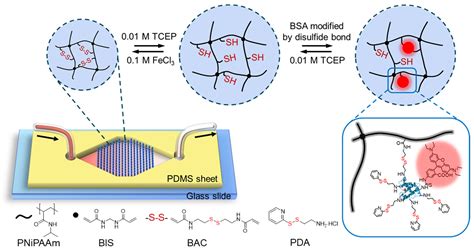 Polymers Free Full Text Reversible Protein Capture And Release By