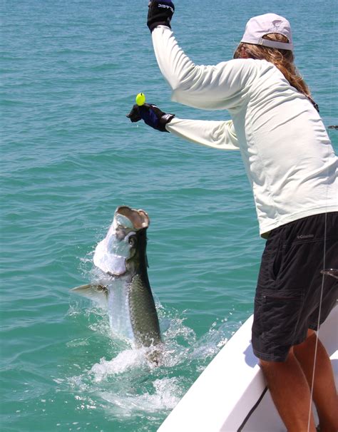 June 2014 Tarpon Season Report - Florida Tarpon Fishing Charters