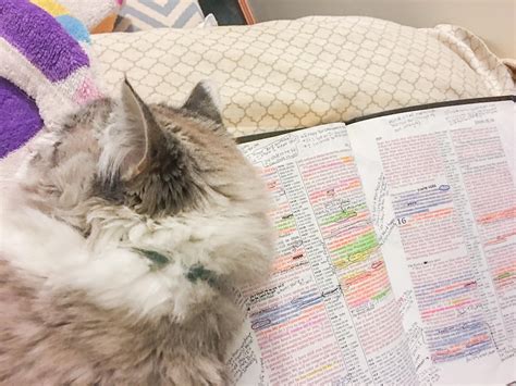You Cat Bible 5