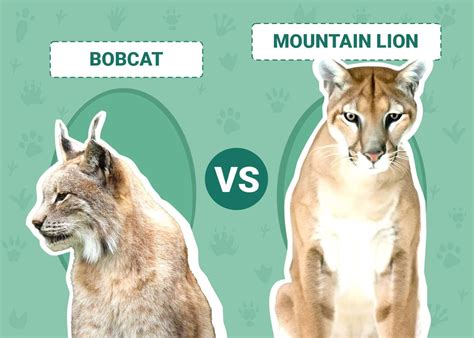 Bobcat vs Mountain Lion: The Key Differences (With Pictures) | Animal World