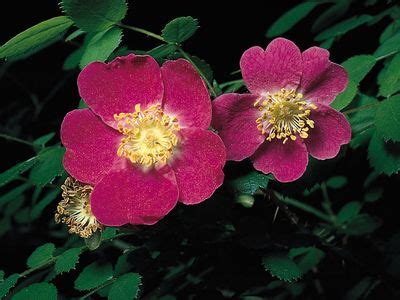 Sweetbrier | Fragrant, Thorny, Rose | Britannica