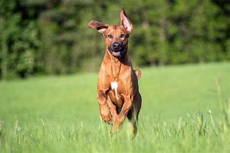 African Lion Dog Breed