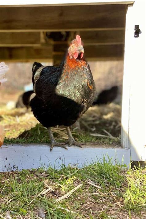 Black Star Chicken Appearance Temperament Eggs And Raising Tips