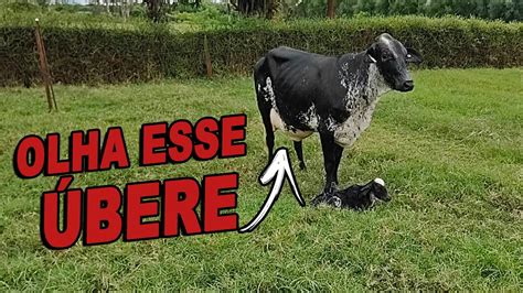 NOVA VACA GIROLANDO PARIU UMA BEZERRA YouTube