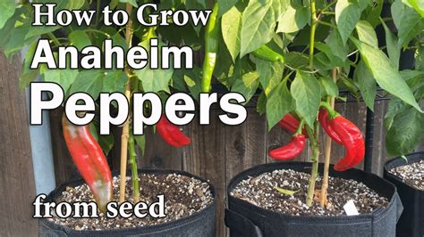 How To Grow Peppers In Containers From Seed Easy Planting Guide YouTube