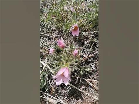 Розовые подснежники! - YouTube