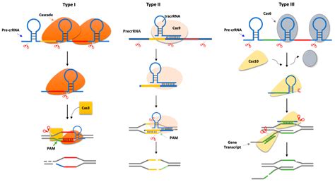 Ijms Free Full Text Applications Of Crispr Cas9 In Alzheimers