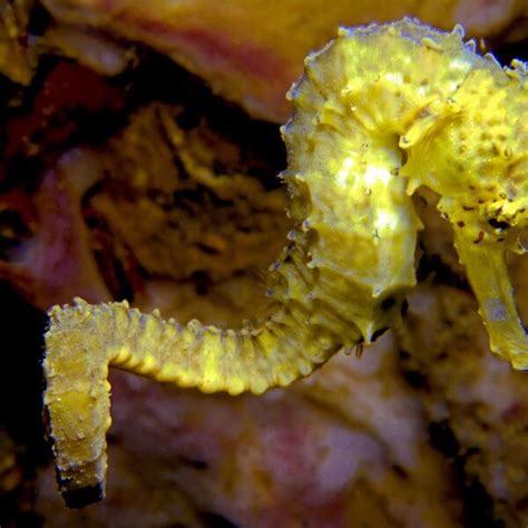 Swimming Tiger Tail Sea Horse | Underwater Photography by Simon Ilett