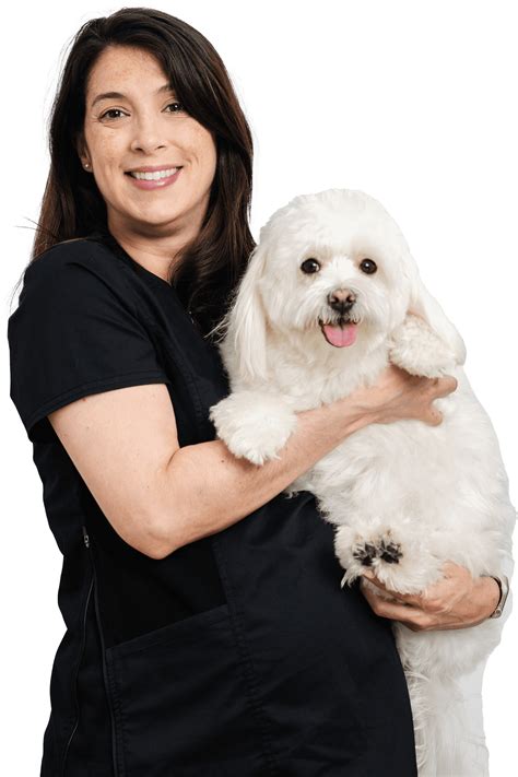 Can Dogs Eat Sugar? Effects and Health Risks