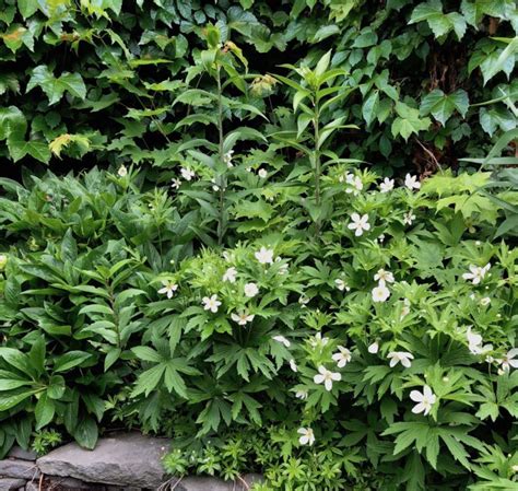 Embracing An Invasive Native Anemone Canadensis Gardenrant