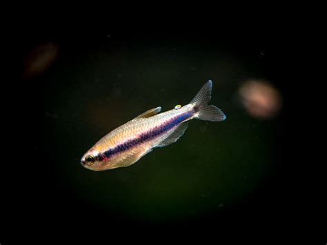 Blue/Purple Emperor Tetra (Inpaichthys kerri), Tank-Bred - Aquatic Arts