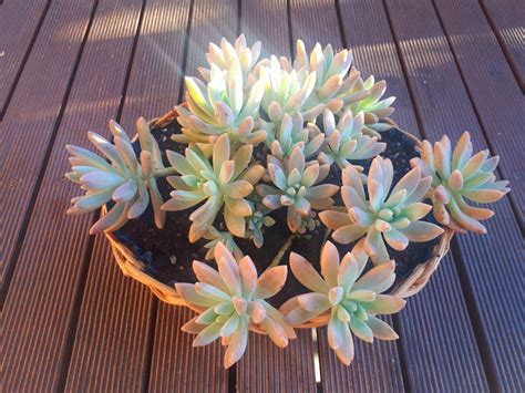 These colours it likes the sun. Glowing : r/succulents