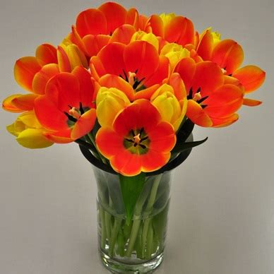 Orange and Yellow Tulips: Fresh Cut Flowers: Tulips.com