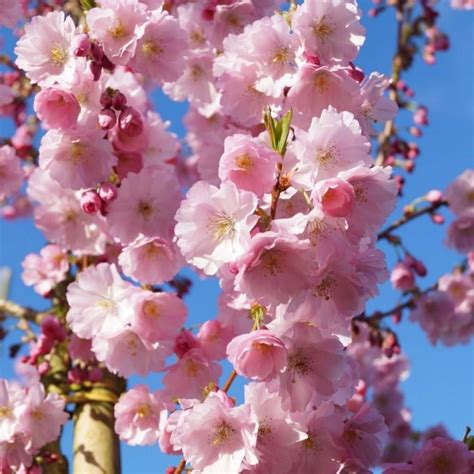 Prunus Accolade Cherry Blossom Tree Circa 100 120cm