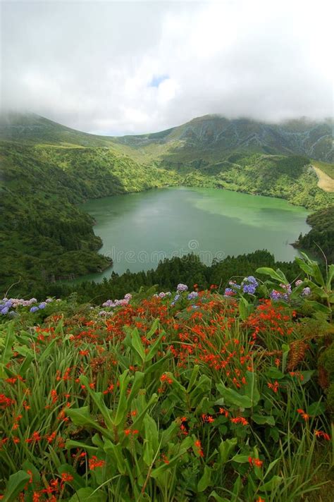 Flowers On The Volcano Stock Image Image Of Coast Flora 32668799