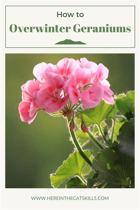 How To Overwinter A Geranium Artofit