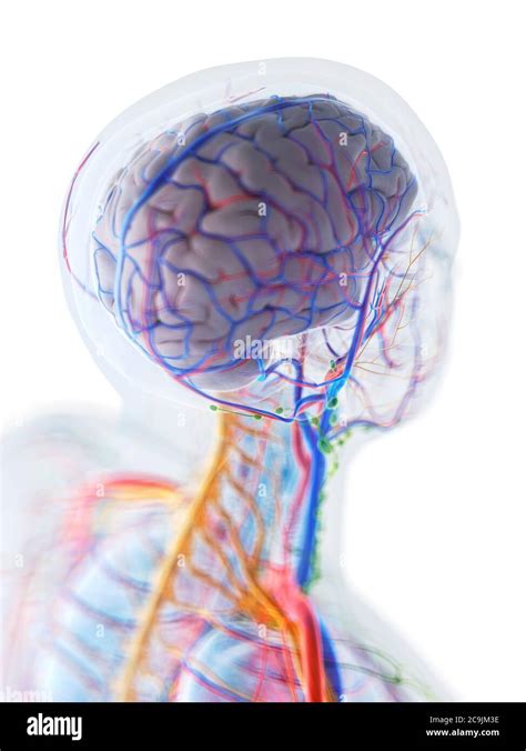 Anatomia De Cabeza Y Cuello Organos Fotograf As E Im Genes De Alta