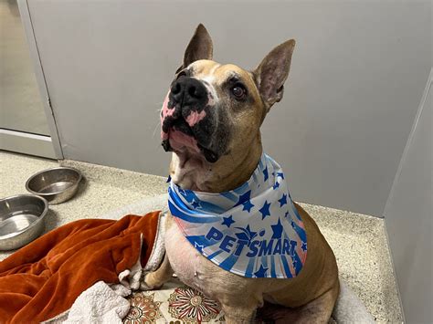 Better online booking will make dog shots petsmart even easier soon 23