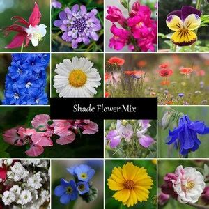 Shade Flower Seed Mix 17 Species, Variety of Sizes, Annual and ...