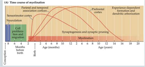 Lecture 23 - Development of the Brain and Its Cognitive Functions ... 