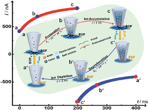 Scheme 2 Schematic Illustration Of The Transient Process And