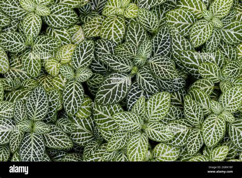 Mosaic Plant Fittonia Albivenis Top View Also Called Nerve Plant