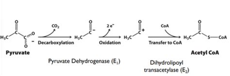 Biochemistry Chapter 17 Pyruvate Dehydrogenase Complex And Entry Into The Citric Acid Cycle