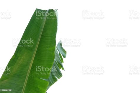 Background Daun Pisang 55 Koleksi Gambar