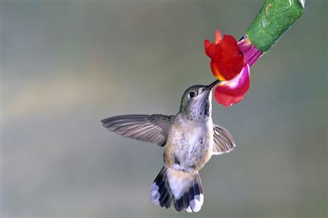 4 Types of Hummingbirds in Washington State (With Pictures ...