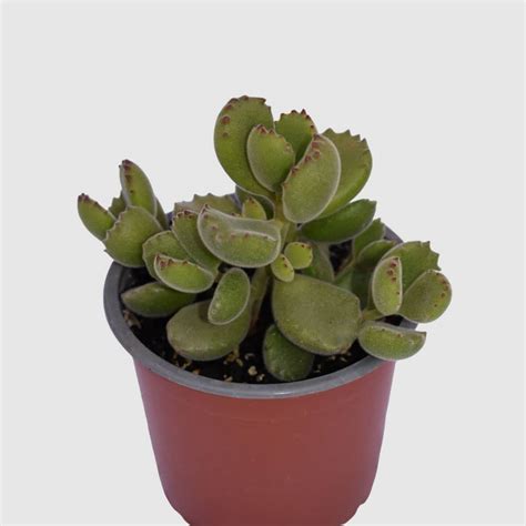 Cotyledon Tomentosa (Garra de Oso) – Vivero Aricactus