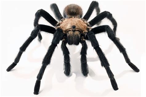 Tarantulas Rarely Bite (And Other Facts About the Friendly Spiders)