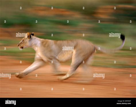 Female Lions Running Hi Res Stock Photography And Images Alamy