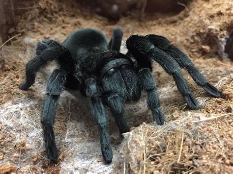 BRAZILIAN BLACK TARANTULA - BCA Zoo