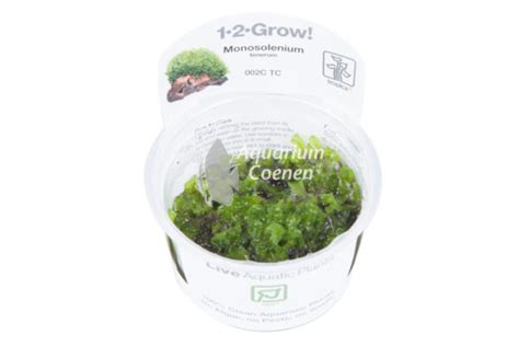 Monosolenium Tenerum Grow Aquarium Coenen