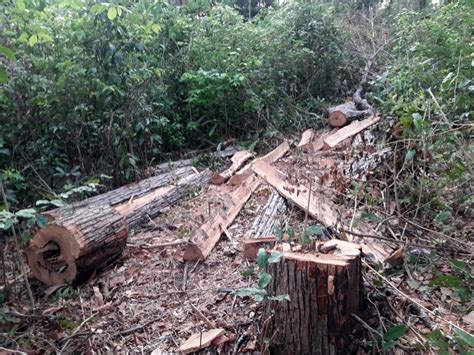 Indígenas denunciam ação de madeireiros em área onde Paulino Guajajara