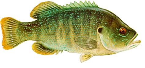 Green Sunfish Vs Bluegill What Is The Difference Get Fishing