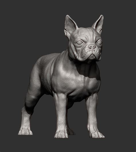 Archivo 3d Boston Terrier Modelo De Impresión 3d 🐉 ・modelo De Impresora 3d Para Descargar・cults