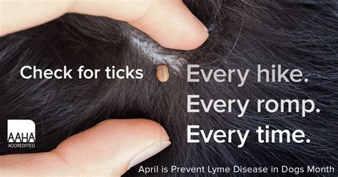 Tick Prevention – Wetaskiwin Animal Clinic