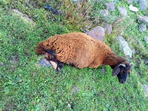 Köpeklerin saldırısına uğrayan 2 koyun telef oldu Son Dakika