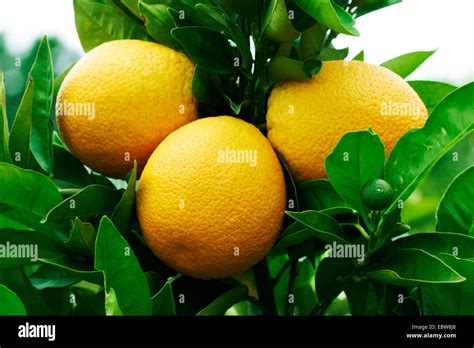 Árbol De Naranja Citrus Sinensis Las Naranjas En Un árbol De Naranja