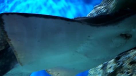 Big Fish Swim Beautiful Aquarium Stock Footage Video (100% Royalty-free ...