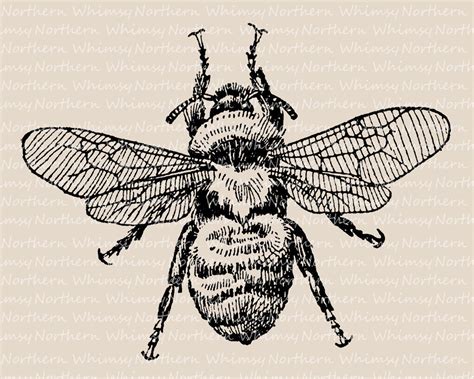 Bumblebee Clip Art Vintage Bee Illustration Antique Bee Image Insect