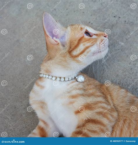 Cute Kitten Wear Necklace Cat Face Playful Eyes Stock Image Image