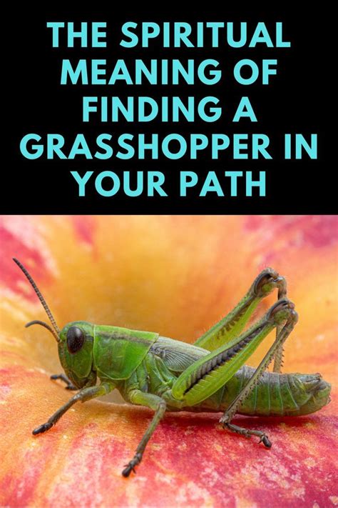 What Is The Spiritual Meaning Of Finding A Grasshopper In Your Path In 2022 Spiritual Meaning