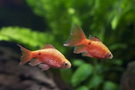 Rosy Barbs (Pethia conchonius): Complete Care Guides, Tank Mates, FAQs ...