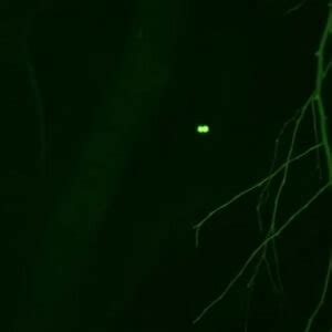 Squatch Watchers: Feet Away From Watching a Bigfoot - Sasquatch Chronicles