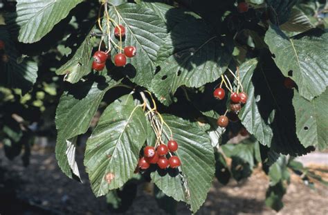 Рябина Ария Фото И Описание – Telegraph